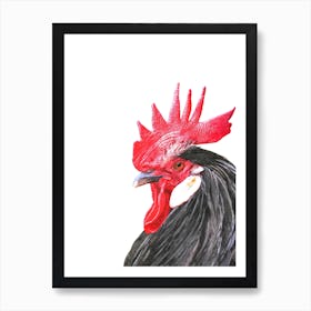 Rooster Illustration Art Print