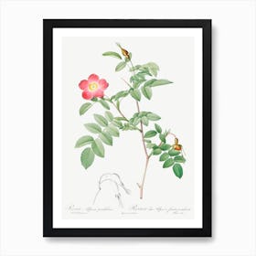 Alpine Rose, Pierre Joseph Redoute 1 Art Print