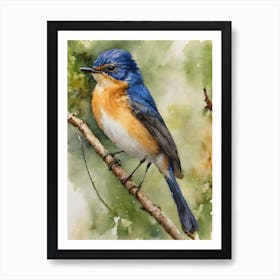 Mangrove Blue Flycatcher 1 Art Print