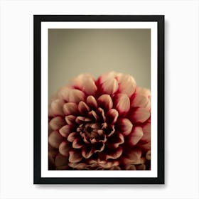 Deep dark red dahlias - winter or fall cozy flowers - stillife photography by Christa Stroo photography Art Print