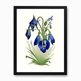 Harebell Wildflower Vintage Botanical Art Print