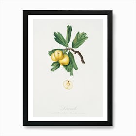 Apricot (Pesca Natalina) From Pomona Italiana (1817 - 1839), Giorgio Gallesio Art Print