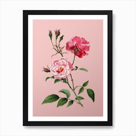 Vintage Ever Blowing Rose Botanical on Soft Pink Art Print