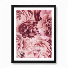 Pink Rose Petals 1 Art Print