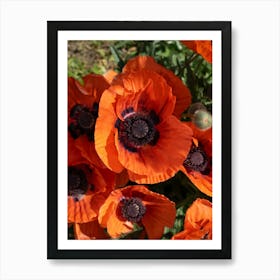 Close-up of orange-red poppies Art Print