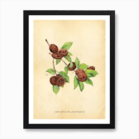 Modern Botanical Cookies Art Print