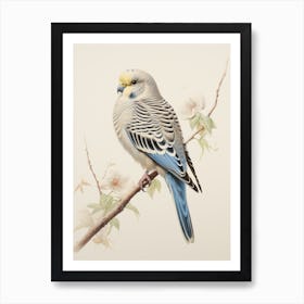 Vintage Bird Drawing Budgerigar 2 Art Print