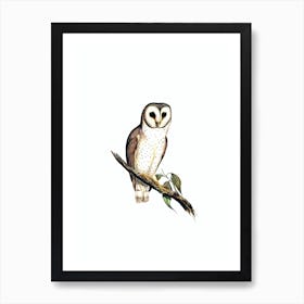 Vintage Delicate Owl Bird Illustration on Pure White n.0066 Art Print
