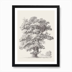 Black Oak Tree Sketch Art Print