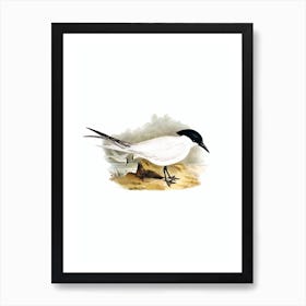 Vintage Great Footed Tern Bird Illustration on Pure White n.0403 Art Print