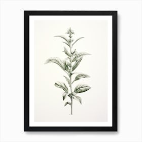 Stevia Vintage Botanical Herbs 2 Poster