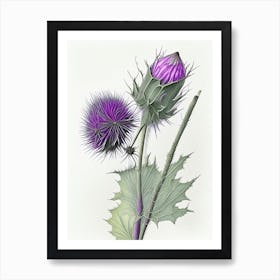 Milk Thistle Herb Pencil Colour Art Print