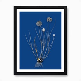 Vintage Allium Globosum Black and White Gold Leaf Floral Art on Midnight Blue n.0987 Art Print