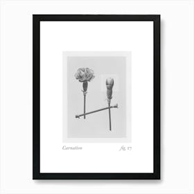 Carnation Botanical Collage 1 Art Print