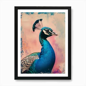 Peacock Polaroid Inspired 3 Art Print