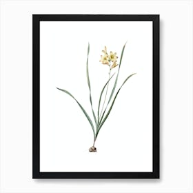 Vintage Gladiolus Lineatus Botanical Illustration on Pure White n.0317 Art Print