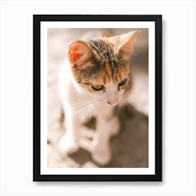 Street Cat |Portrait | Chefchaouen | Morocco Art Print