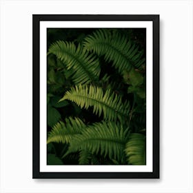 Ferns III Art Print