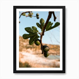 Greek Fig Tree Botanical Art Print