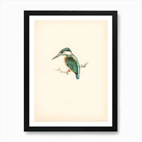 Kingfisher 8 Art Print