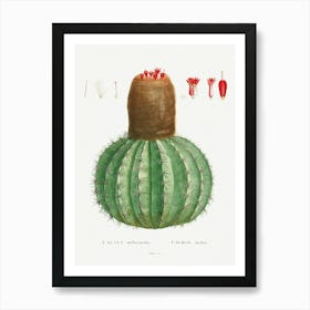 Cactus Melocactus, Pierre Joseph Redoute Art Print