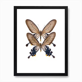 Two Black Butterflies Art Print