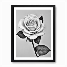 Rose B&W Pencil 1 Flower Art Print