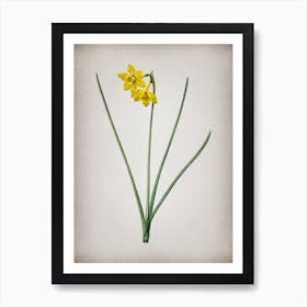 Vintage Narcissus Odorus Botanical on Parchment n.0109 Art Print