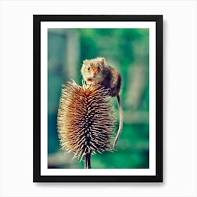 field Mouse On Thistle 2 Poster