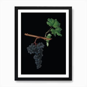 Vintage Dolcetto Grapes Botanical Illustration on Solid Black n.0424 Art Print