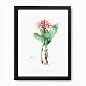 Blood Lily, Pierre Joseph Redoute Art Print