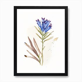 Chicory Herb Minimalist Watercolour Art Print