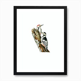 Vintage White Backed Woodpecker Bird Illustration on Pure White n.0203 Art Print