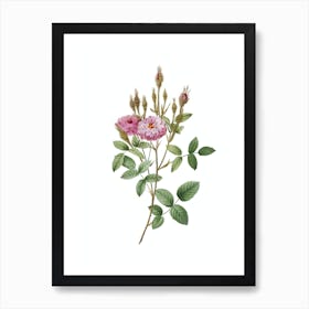 Vintage Mossy Pompon Rose Botanical Illustration on Pure White n.0741 Art Print