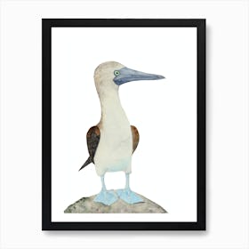 Blue Footed Booby Bird 1 Art Print