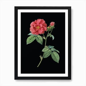 Vintage Apothecary Rose Botanical Illustration on Solid Black n.0642 Art Print