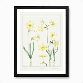 Jonquil Or Jonquil From The Plant And Its Ornamental Applications (1896), Maurice Pillard Verneuil Art Print