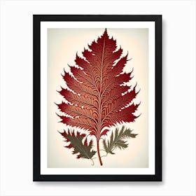 Western Red Cedar Leaf Vintage Botanical Art Print