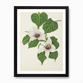 Morning Glory Vintage Botanical Flower Art Print