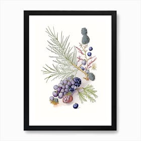 Juniper Berries Spices And Herbs Pencil Illustration 3 Art Print