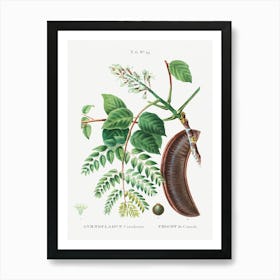 Kentucky Coffeetree, Pierre Joseph Redoute Art Print