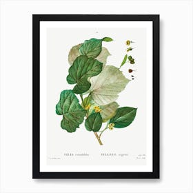 Tilia Rotundifolia, Pierre Joseph Redoute Art Print