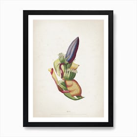 Vintage Ehret 3 Musae Spadix Art Print