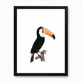 Vintage Toco Toucan Bird Illustration on Pure White 1 Art Print