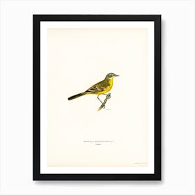 Western Yellow Wagtail, The Von Wright Brothers Art Print