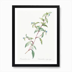 Birdbill Dayflower, Pierre Joseph Redoute Art Print