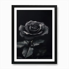 Black Rose 21 Art Print