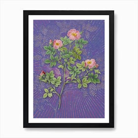 Vintage Rose Corymb Botanical Illustration on Veri Peri Art Print