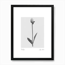 Tulip Botanical Collage 3 Art Print