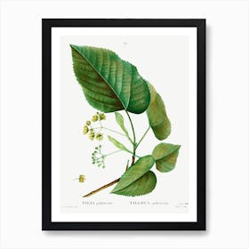 Tilia Pubescens, Pierre Joseph Redoute Art Print